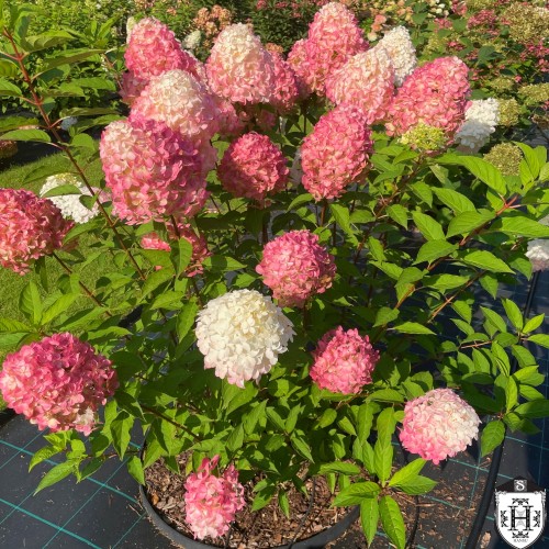 Hydrangea paniculata 'Pink and Rose' - Aedhortensia 'Pink and Rose' C5/5L